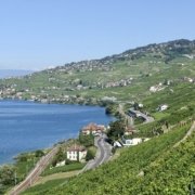 7BE9E690-48B4-4518-8191-CAE28F4689D8_1_201_a Vineyard area & lake